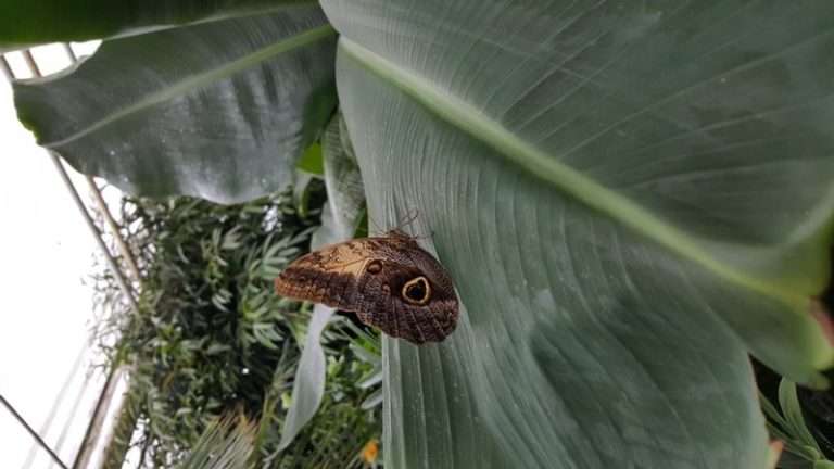 Verjaardag vieren bij vlindertuin Vlindorado in Waarland