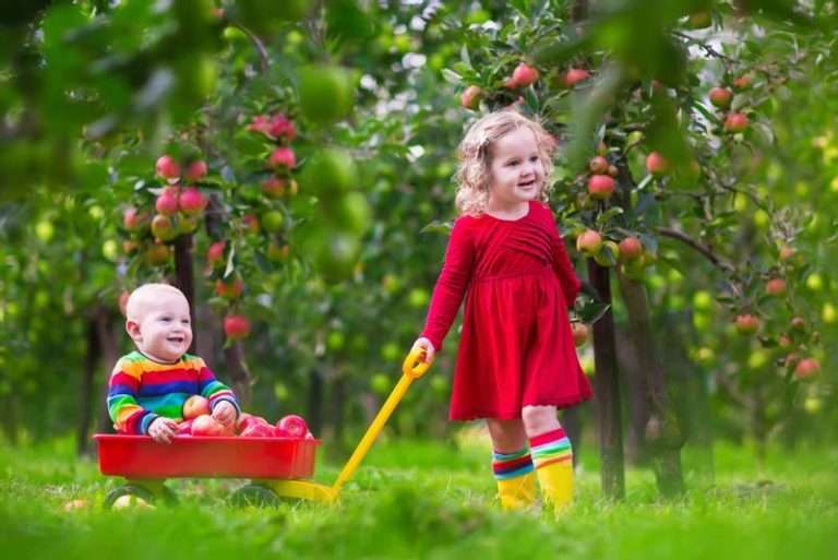 De paden op, de fruitbomen in bij Landgoed de Olmenhorst in Lisserbroek