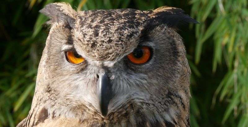 Owl party just at your house with ATJ Owls!