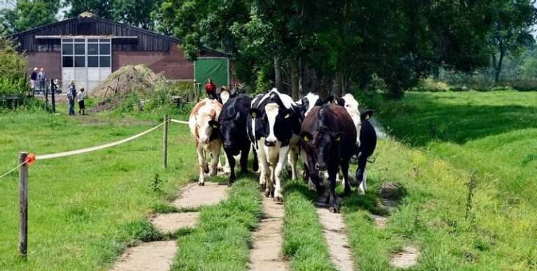 Bezoekboederij White Ranch