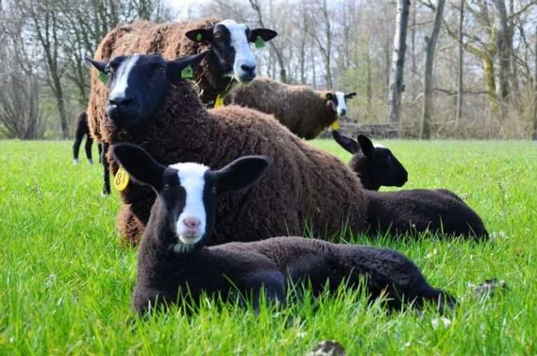 Kinderboerderij De Bijlmerweide