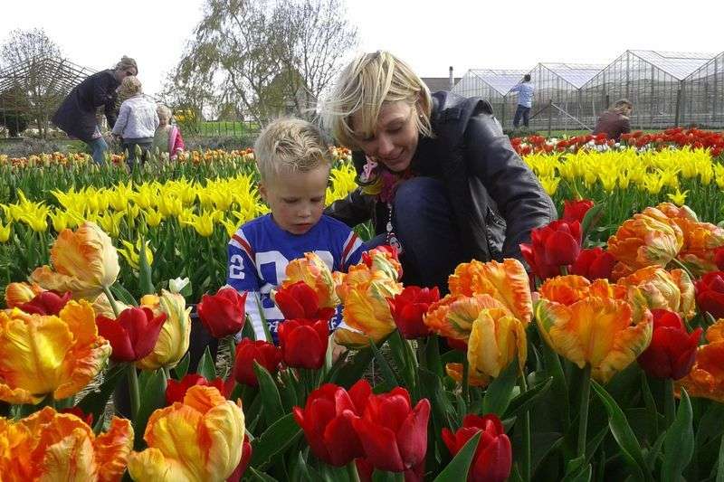 Summer flower picking garden