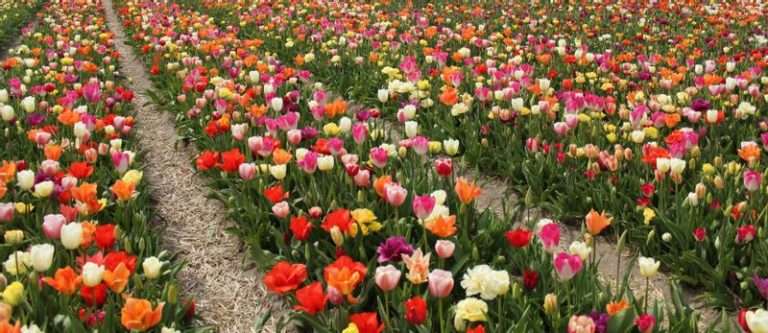 Flora Garden Julianadorp