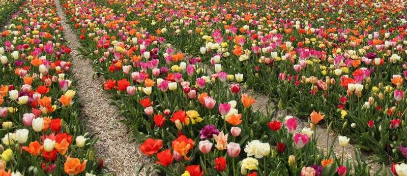 Flora Garden Julianadorp