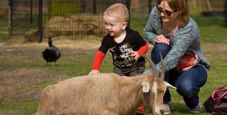 Children's farm De Houthoeve
