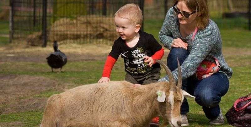 Children’s farm De Houthoeve