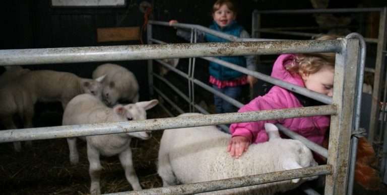 Carefree farm in Spaarnwoude Park