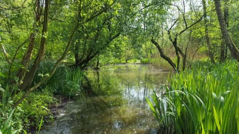 Heemtuin Sloterpark en het Ruige Riet