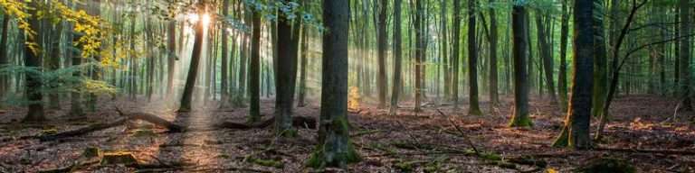 Stroll through the Houtrak of Staatsbosbeheer