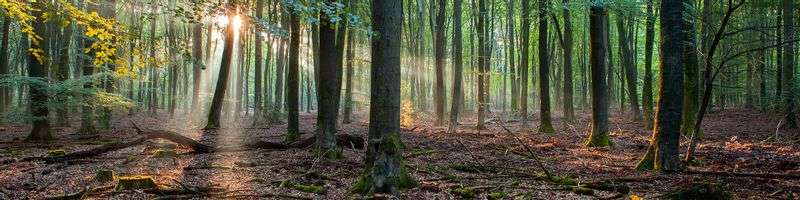 Stroll through the Houtrak of Staatsbosbeheer