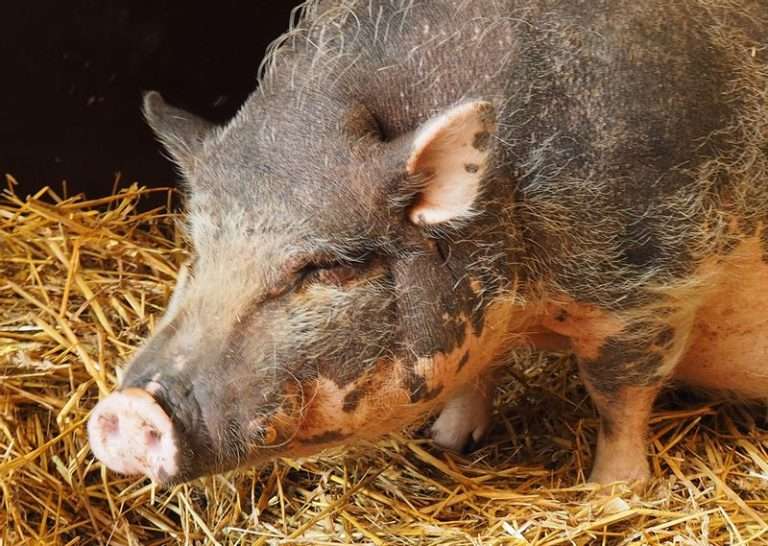 Hertenkamp Enkhuizen met kinderboerderij en bezoekerscentrum