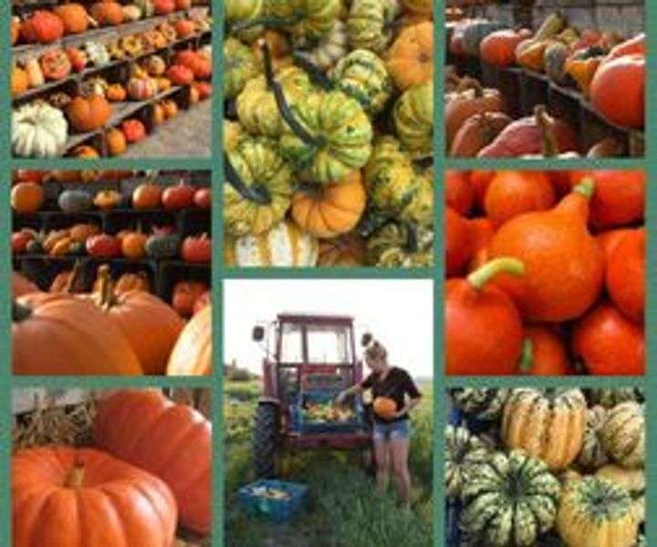Pompoenenboerderij Bos in Opperdoes