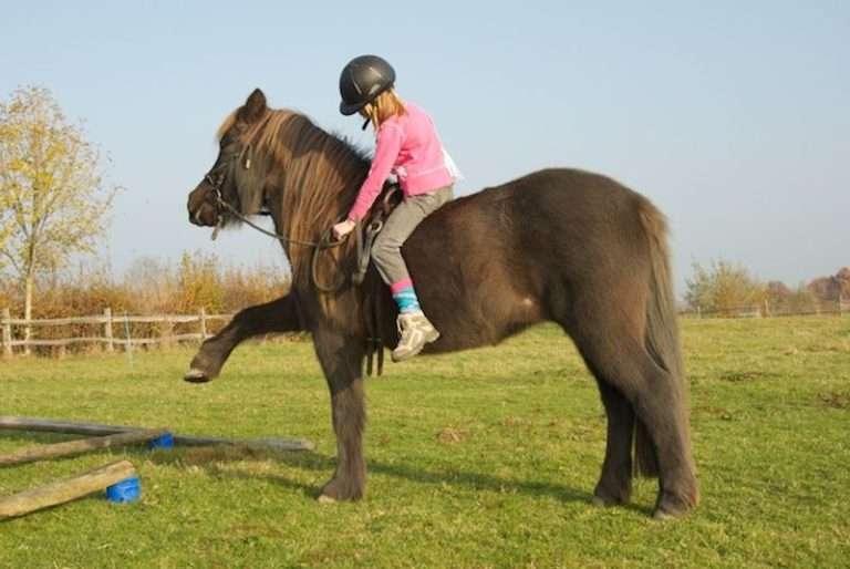 Riga Ranch Paardenmelkerij & Chocoland