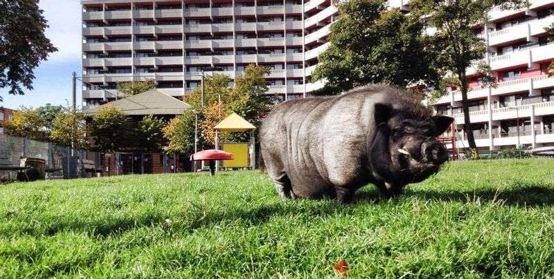 Kinderboerderij De Gliphoeve
