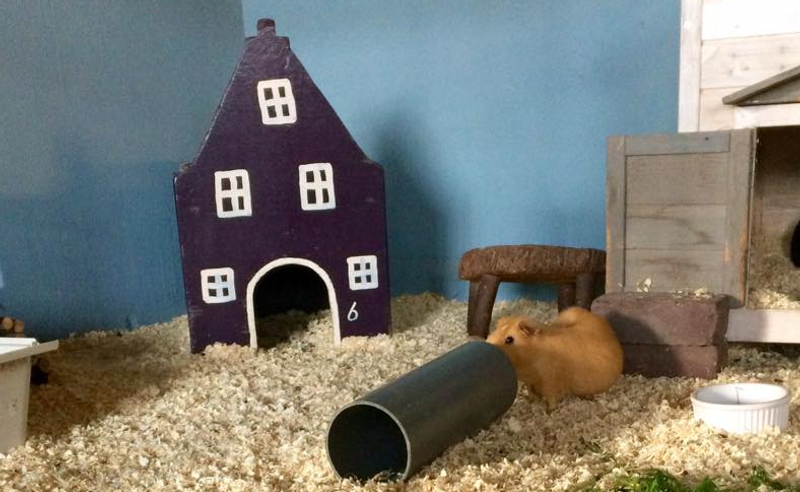 Kinderboerderij De Beestenboel