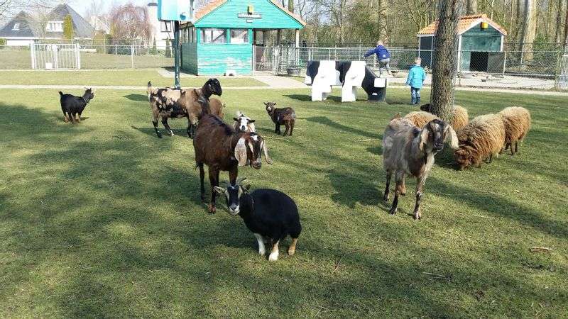 De Bongelaar petting zoo