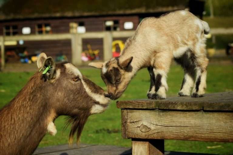 De Pluimgraaf petting zoo in Naarden