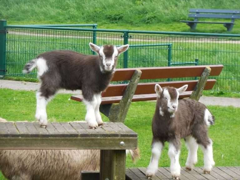 Children's farm De Waalrakkers