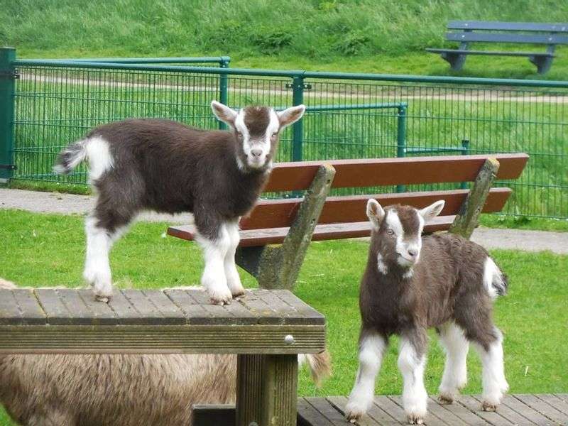 Children’s farm De Waalrakkers