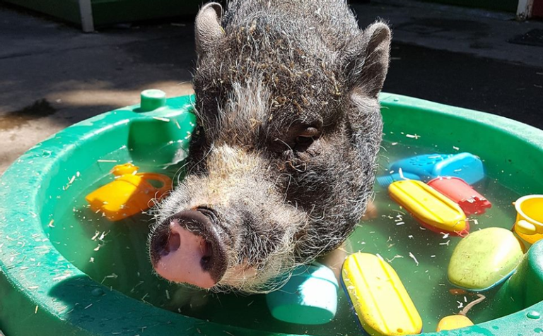 Kinderboerderij De Werf