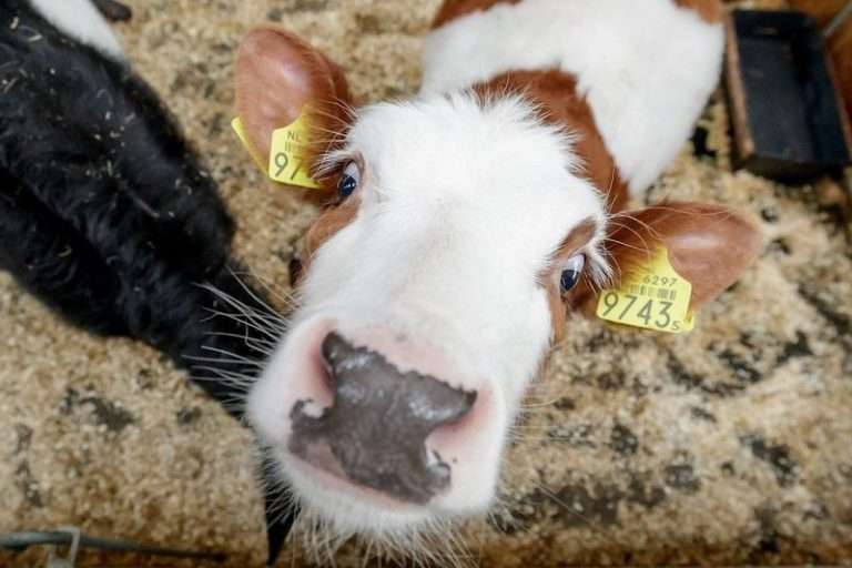 Petting zoo Poelepetaat