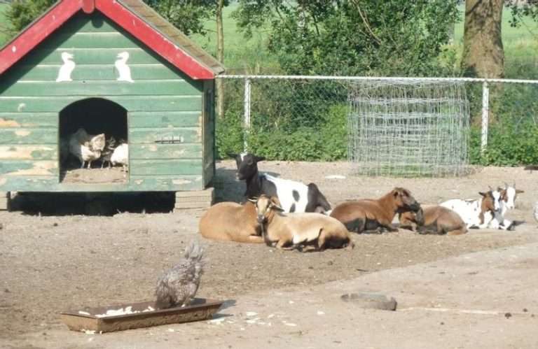 Petting zoo Hoidewoitje