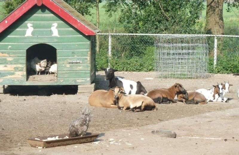 Petting zoo Hoidewoitje