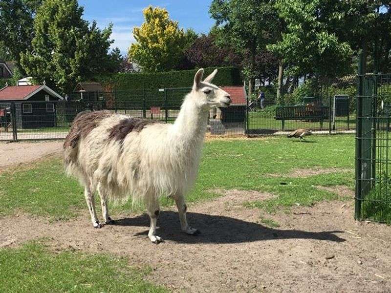 Kinderboerderij Jong Leven