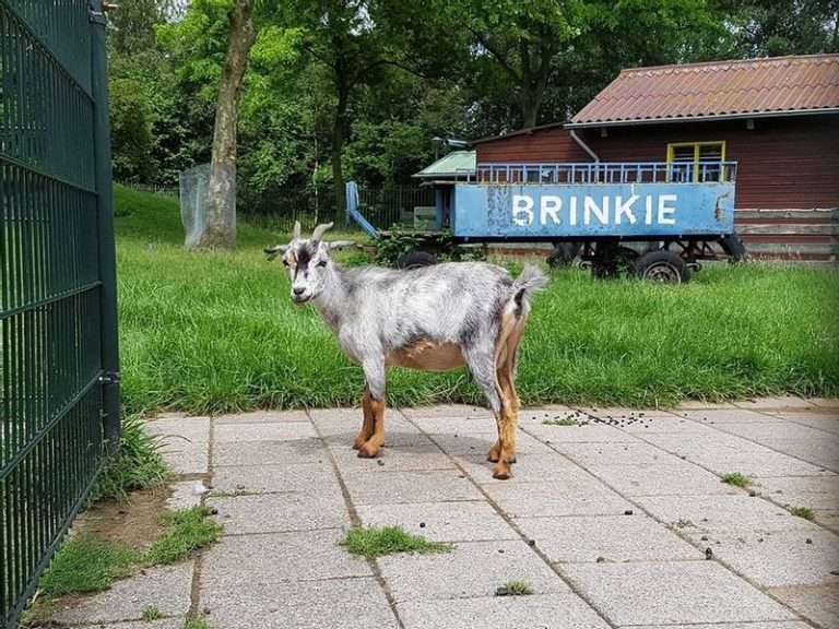Kinderboerderij 't Brinkie