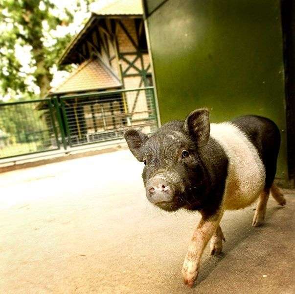 Kinderboerderij De Kleine Artis