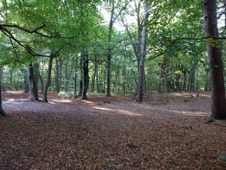 Keukenhof forest in Lisse