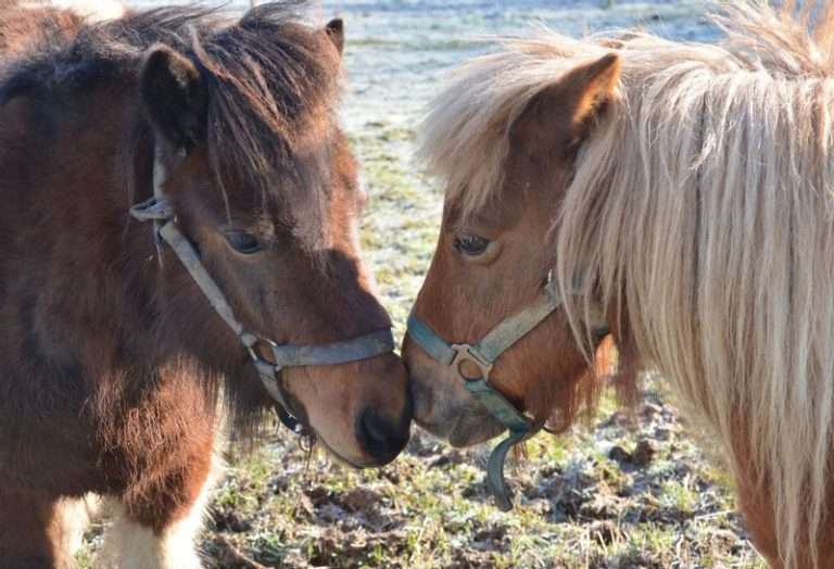 Children's party at Manege Noot