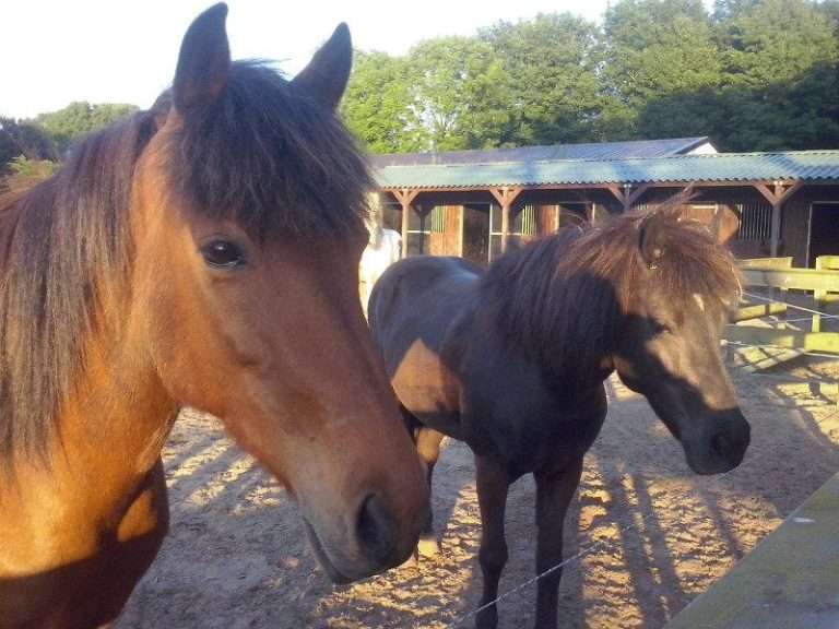Pony Ranch Grootslag