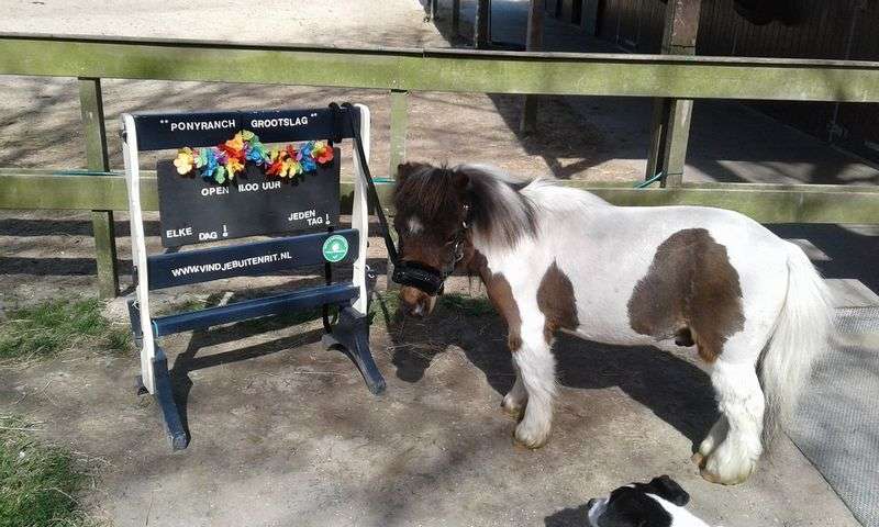 Ponyranch Grootslag Kinderfeestje