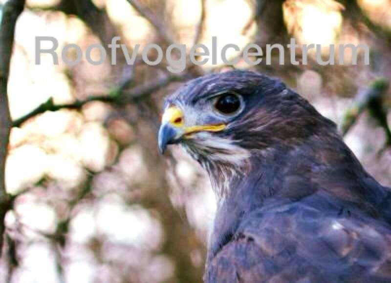Roofvogelcentrum