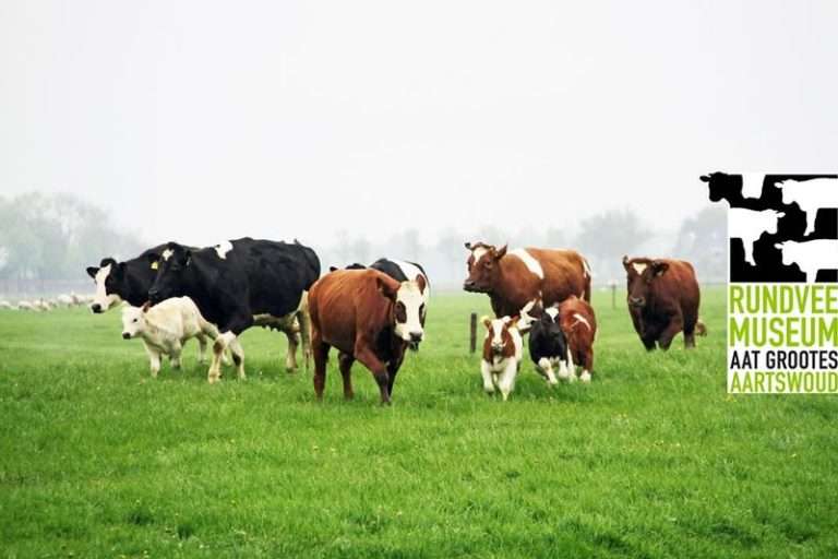 Cattle Museum Aat Grootes in Aartswoud