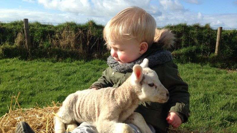 Schapenboerderij Texel