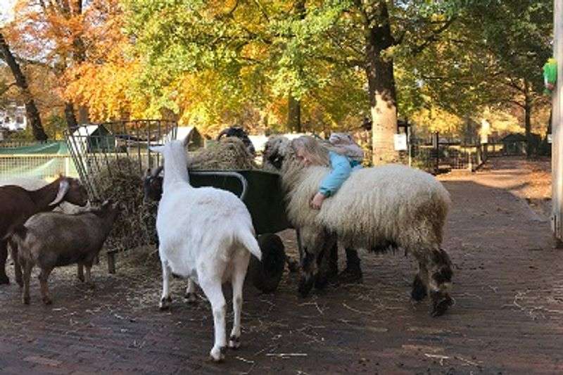 Children’s farm De Schoterhoeve in Haarlem-North