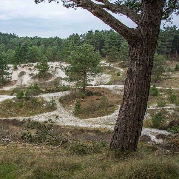 Staatsbosbeheer in de regio Alkmaar
