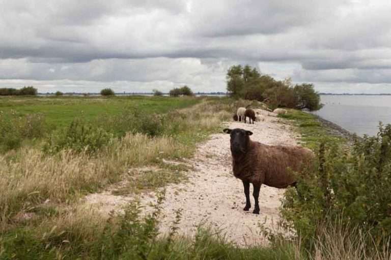 Staatsbosbeheer in Westfriesland