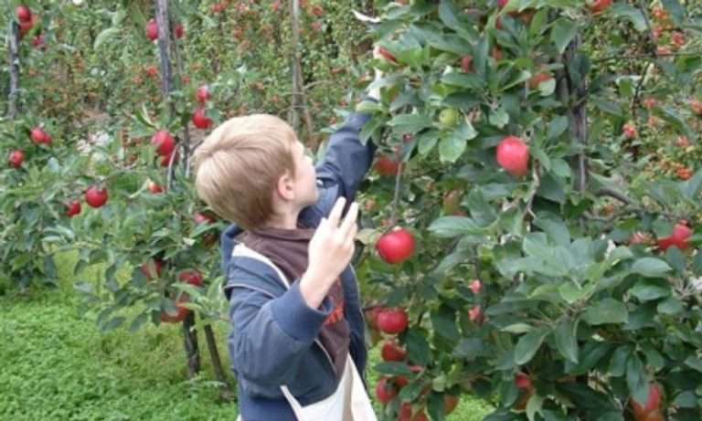 Kinderfeestje bij fruitkwekerij 't Keetje