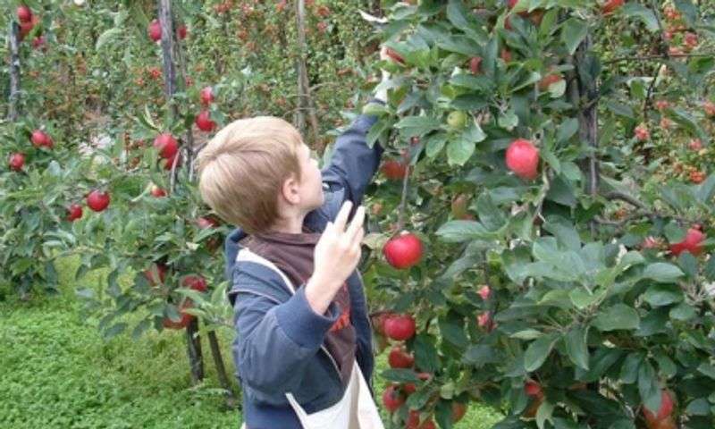Kinderfeestje bij fruitkwekerij ‘t Keetje