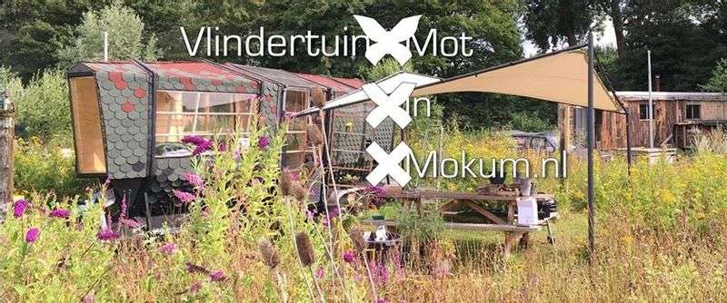 Vlinders kijken in vlindertuin Mot in Mokum op NoordOogst
