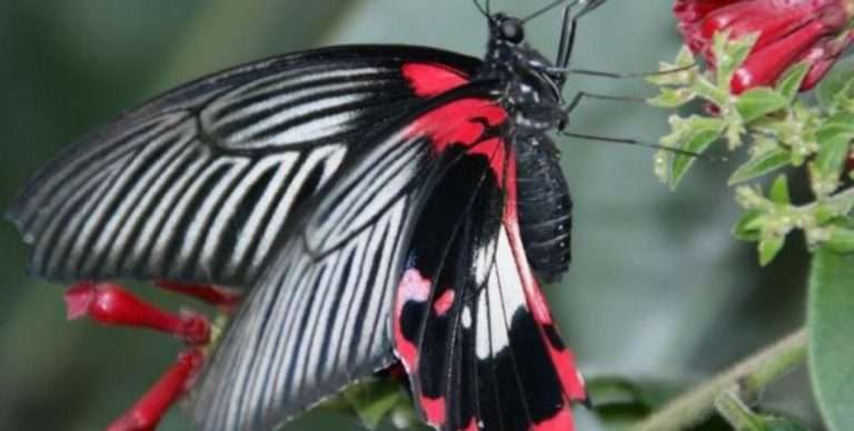 Vlindorado Vlindertuin Waarland