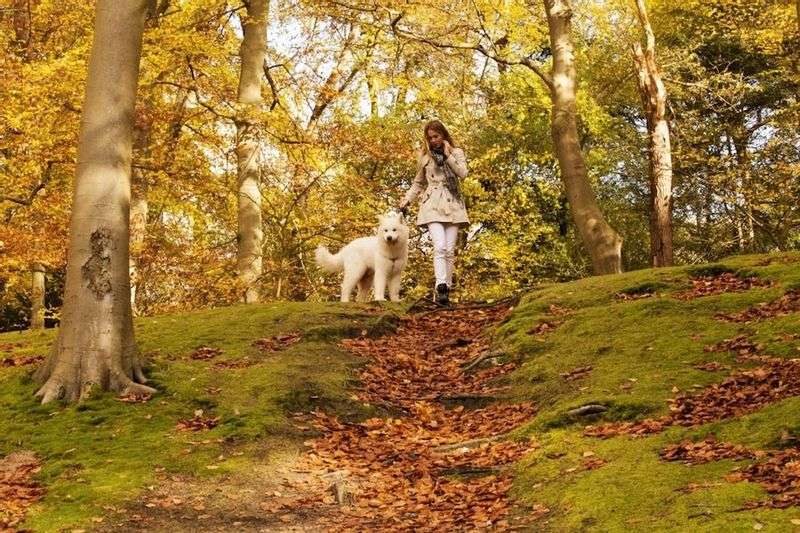 Staatsbosbeheer Zuid-Kennemerland